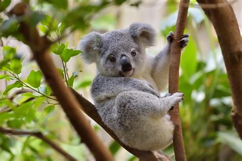 Wildlife Experts Warn Against Relocating Koalas To New Zealand Cgtn