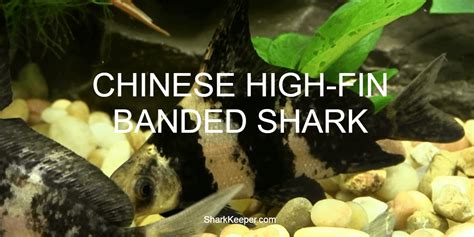 Chinese High Fin Banded Shark A Complete Guide To Shark Keepers