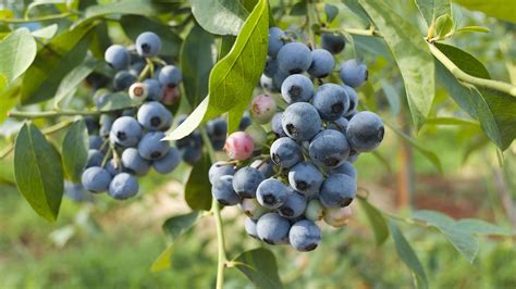 Biloxi Southern Highbush Organic Blueberry Plant Backyard Berry Plants