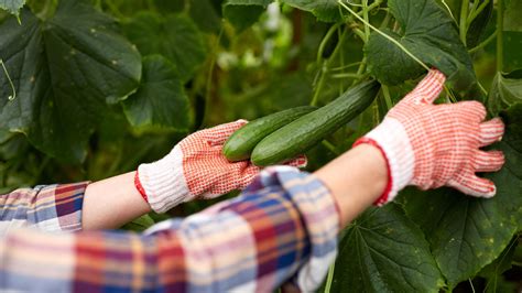 The Expert Secret To Knowing When Cucumbers Are Ready To Pick Gardeningetc