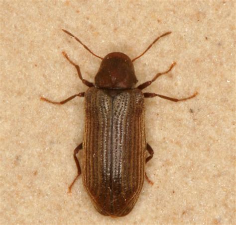 Death Watch Beetle Hemicoelus Gibbicollis Bugguidenet