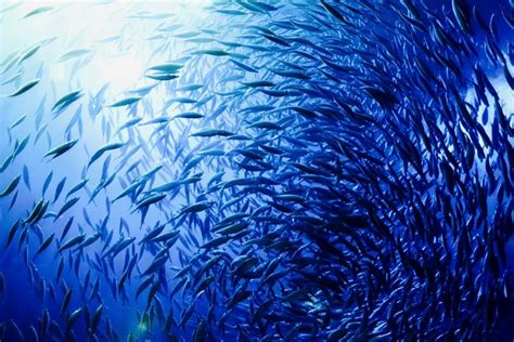Foto Mengenal Ekosistem Laut