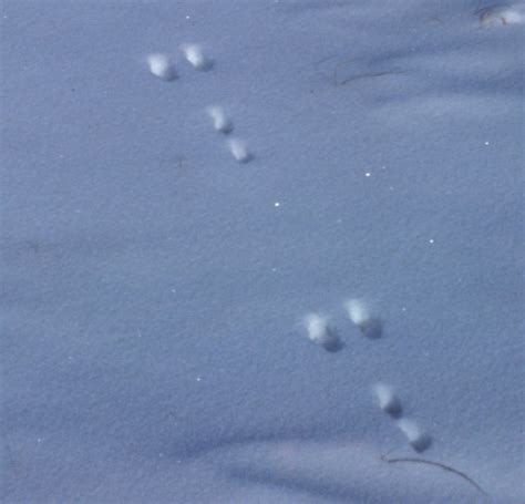 Cottontail Rabbit Tracks