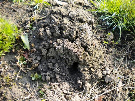 Maybe you would like to learn more about one of these? Wie kann ich Maulwürfe in meinem Garten effektiv bekämpfen ...