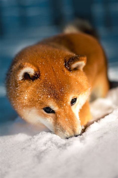 Shiba Inu Dog Run On Snow Trees On Background Stock Photo Image Of