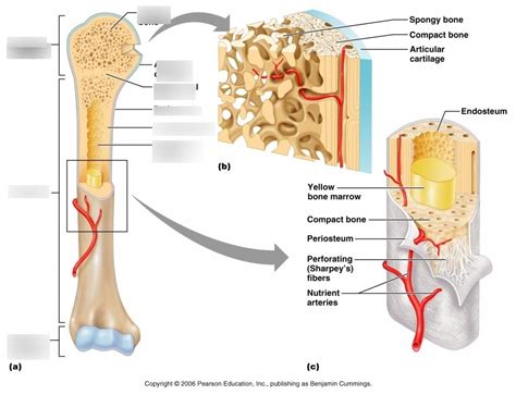 Connected to surrounding osteoblasts and osteocytes through. Typical Long Bone Labeled / Long Bone Anatomy Human ...