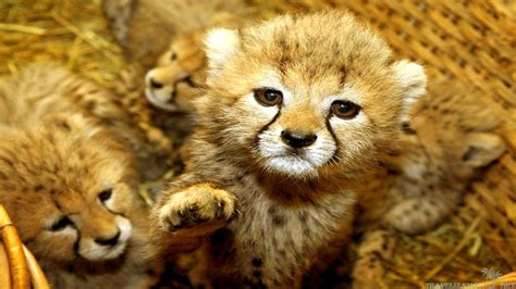 Cute Baby Animals Wallpapers 61 Images