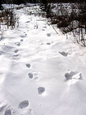 We did not find results for: Impressions in the Snow, Alaska Department of Fish and Game
