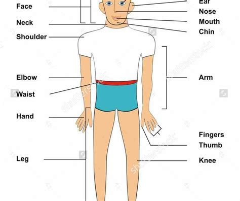External Parts Body Chart