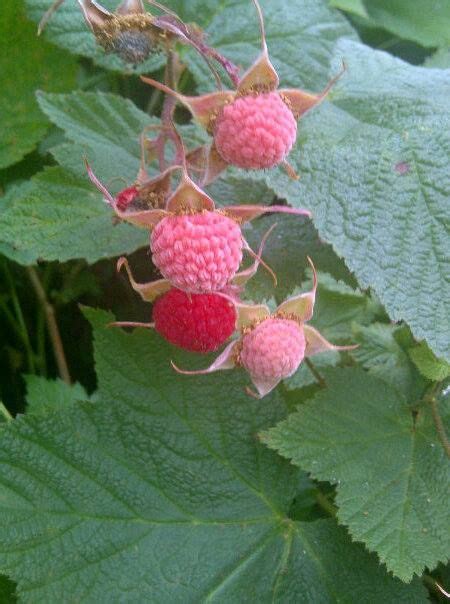 One Of Our Indigenous Berries The Thimbleberry They Are Among The