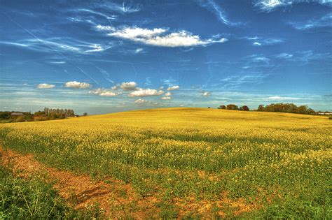 Yellow Flower Meadow Under Blue Cloudy Sky During Daytime Hd Wallpaper