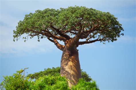 The baobab is based in the african savanna and impresses with its amazing size. Fakta Unik Baobab, Pohon 'Surga' yang Jadi Ikon Taman Kota ...