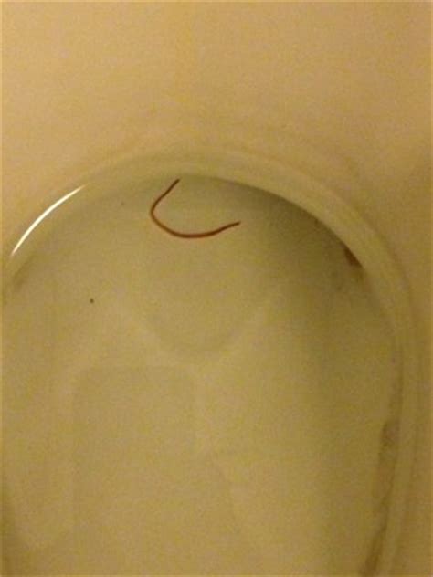 Maybe you would like to learn more about one of these? Red Worm in Toilet Bowl - All About Worms