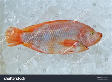 Fresh Red Nile Tilapia Fish Oreochromis Niloticus On Ice Stock Photo