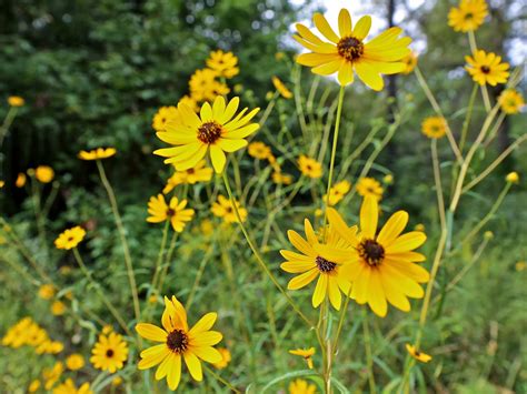 The plant is used in ornamental baskets and pots. Sweet Southern Days: Fall Wildflowers