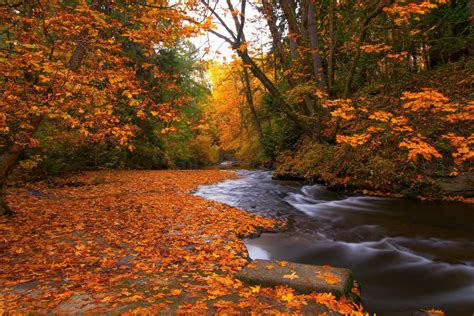 Download Tree Orange Color Fall Forest Nature Stream Hd Wallpaper