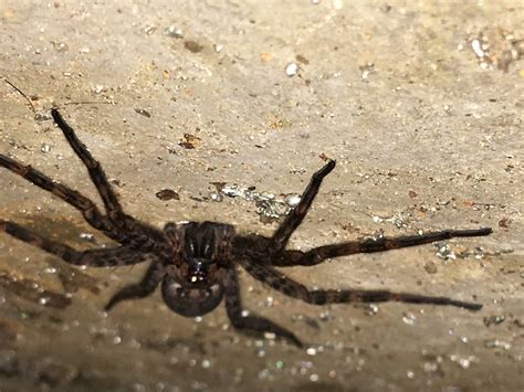 Giant Spiders In Ohio Wolf Spider