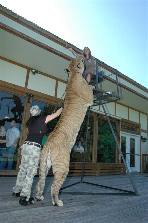 Worlds Biggest Tiger Ligar