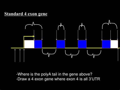 Ppt Chapter 9 And Some Of 8 Dna And The Molecular Structure Of Free