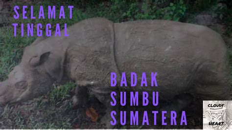 Badak Sumbu Sumatera Sudah Pupus Edisifakta Youtube