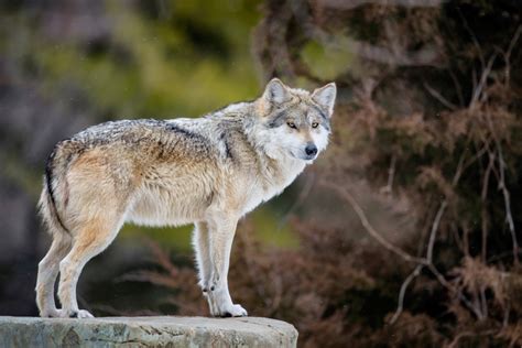 Mexican Wolves Found Dead In Arizona New Mexico Knau Arizona Public