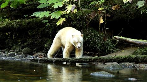 Spirit Bears Of Great Bear Rainforest Canada Youtube
