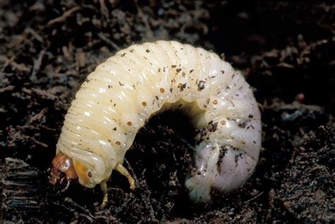 Curl Grubs And How To Get Rid Of Them Sanctuary Point Garden Centre