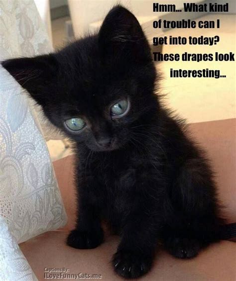 Cute kittens with guns funny and cute cats gallery. Pin by Laura Rowe on Black cats | Pinterest | Black cat ...