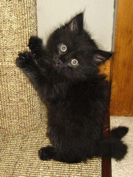 20 Black Cats♥♡ Ideas Cats Crazy Cats Cats And Kittens
