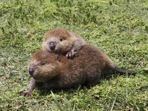 Animales Entrañables Baby Beaver Beaver Trapping Animals