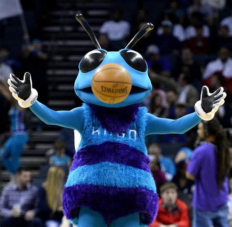 Charlotte Hornets Hugo After Three Preseason Games The Charlotte