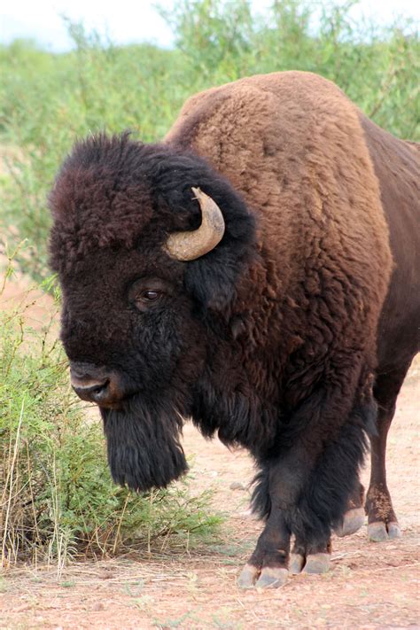 Poshmark makes shopping fun, affordable & easy! Con éxito se reproduce el bisonte americano en la planicie ...