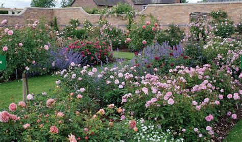 The david austin rose gardens nestled in the shropshire countryside our award winning rose gardens are home to the national collection of english roses. Rose Gardens | Rose garden, David austin roses