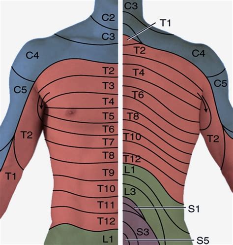 Thoracic Spine Dermatome Map