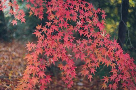 Colorful Autumn Maple Leaves Stock Image Image Of Light Foliage