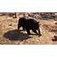 BEAR WEEK Black Bear Range Expanding South In Minnesota
