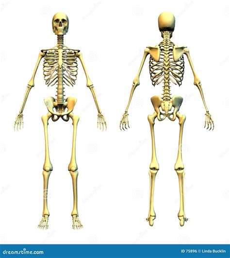 Foto De Esqueleto Humano