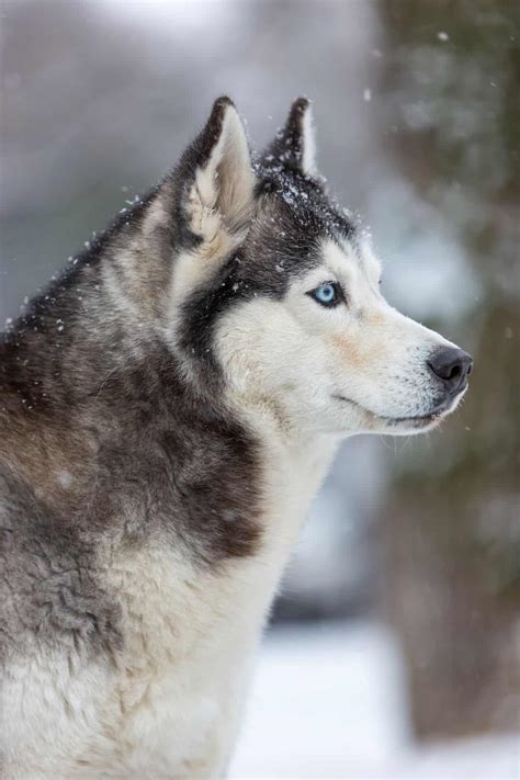 Siberian Husky Dog Pm3lxhc 1 Pet Dog Owner
