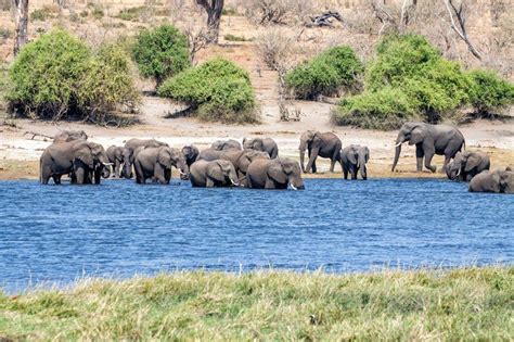 On Safari In Chobe National Park Botswana Earth Trekkers