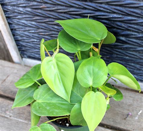Philodendron Cordatum Heartleaf Philodendron 4 Heart Leaf Philodendron Philodendron