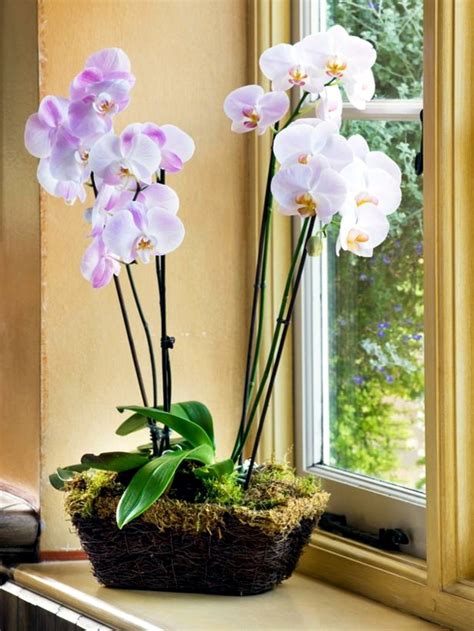 Tips For Beautiful Indoor Plants Orchid Care Interior Design Ideas