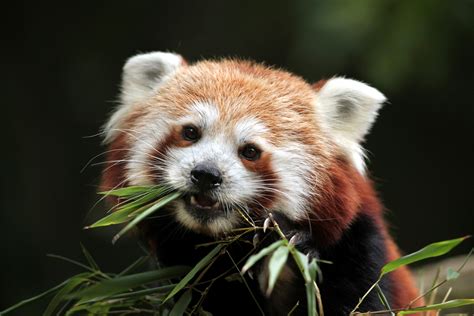 Pandas Snout Red Panda Animals Wallpapers Hd Desktop And Mobile