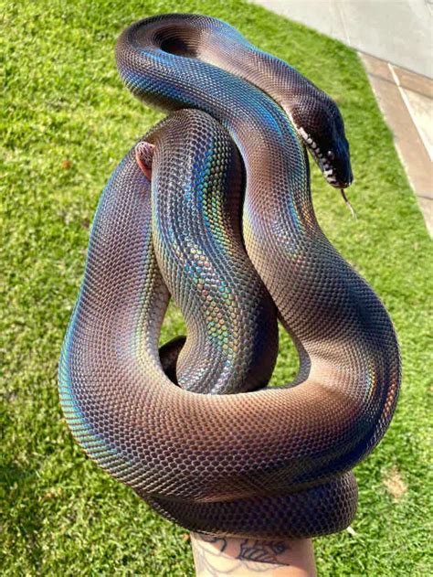 Rainbow Python