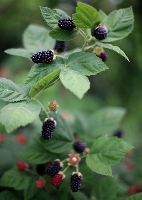 Pin On How To Kill The Unwanted Wild Berries Shrubs And Flowers
