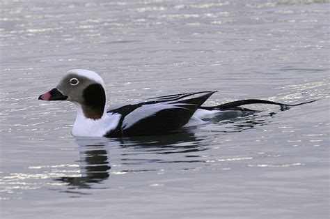 Long Tailed Duck Bh02 07 04