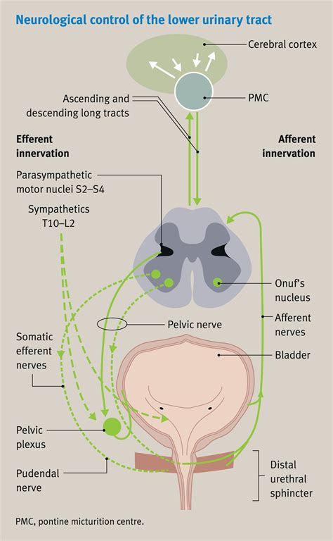 Micturition Anaesthesia Intensive Care Medicine