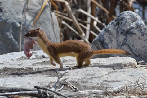 2013 Best Of Show Long Tailed Weasel With Baby By Wayne Wa Flickr