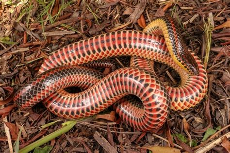 Rainbow Snake Facts And Beyond Biology Dictionary