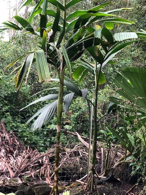 Esta por ejemplo no llego con la raiz desnuda, llego con la macetita envuelta con aluminio nada mas, es una cyphosperma balansae. Areca guppyana - Floribunda Palms & Exotics