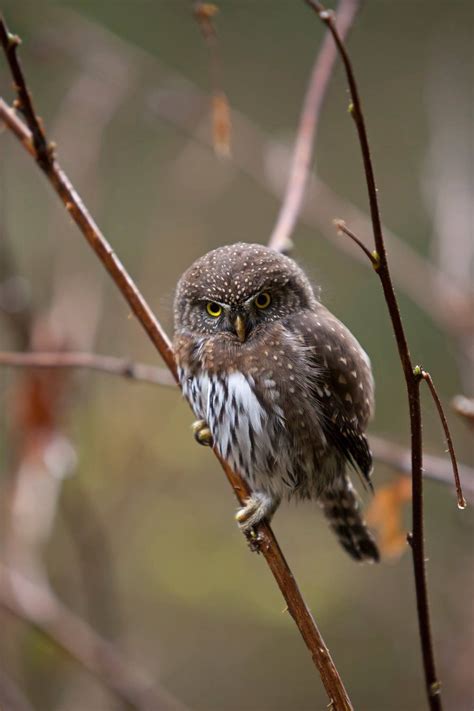 Some Mighty Hunters Come In Small Packages The Northern Pygmy Owl